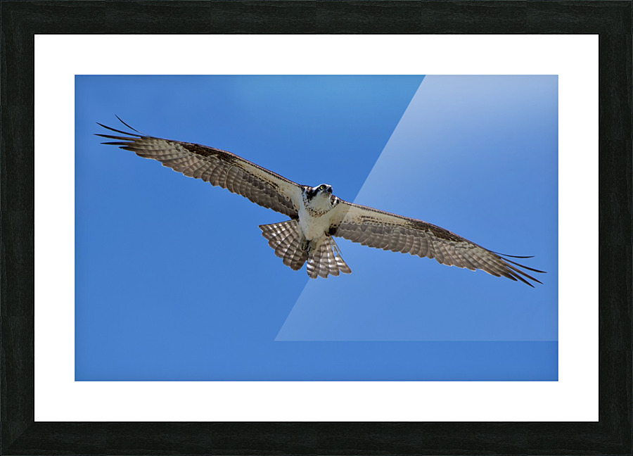 Osprey Flight Picture Frame print