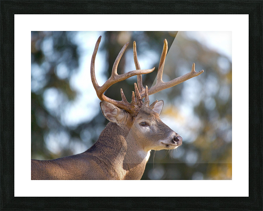 Buck Portrait Picture Frame print