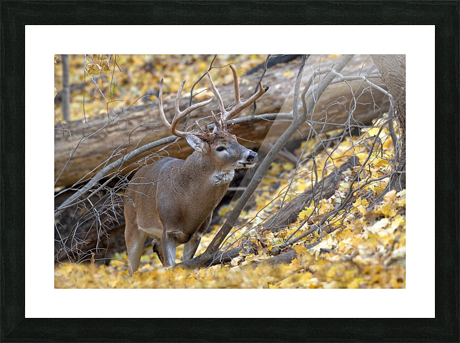 White Tail Buck Picture Frame print