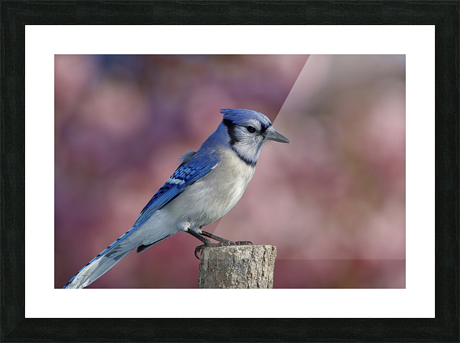 Blue on Pink Picture Frame print