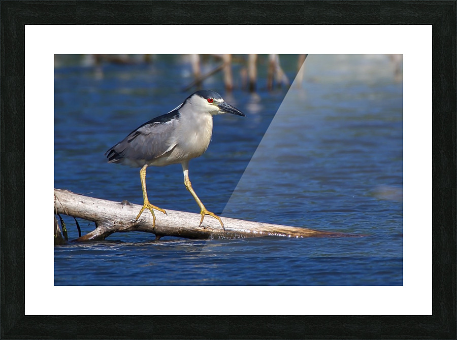 Balancing act Picture Frame print
