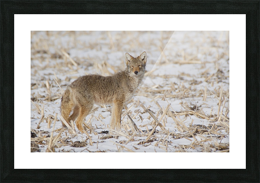 Coyote Picture Frame print