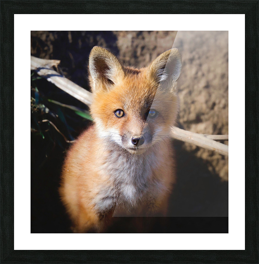 Red Fox portrait Picture Frame print