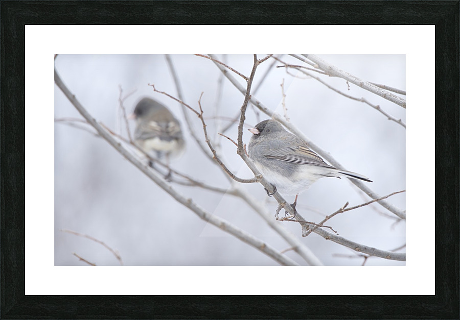 Double Junco Picture Frame print