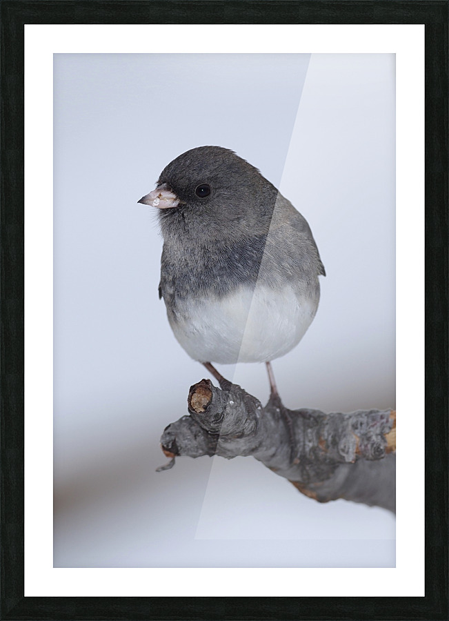 Dark eyed Junco Picture Frame print