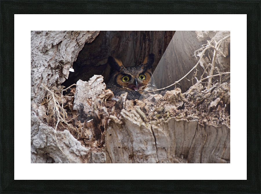 Owl in tree Picture Frame print
