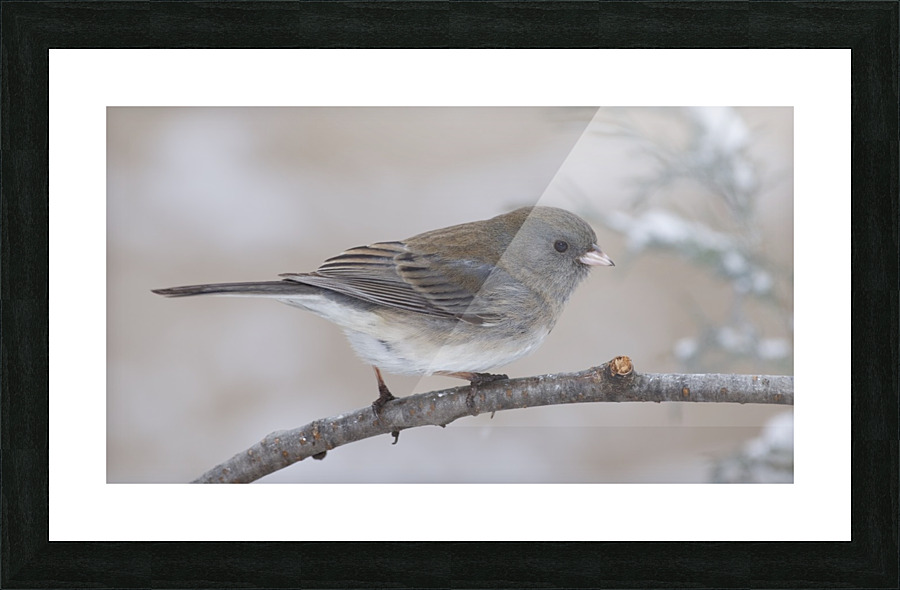 Junco Picture Frame print