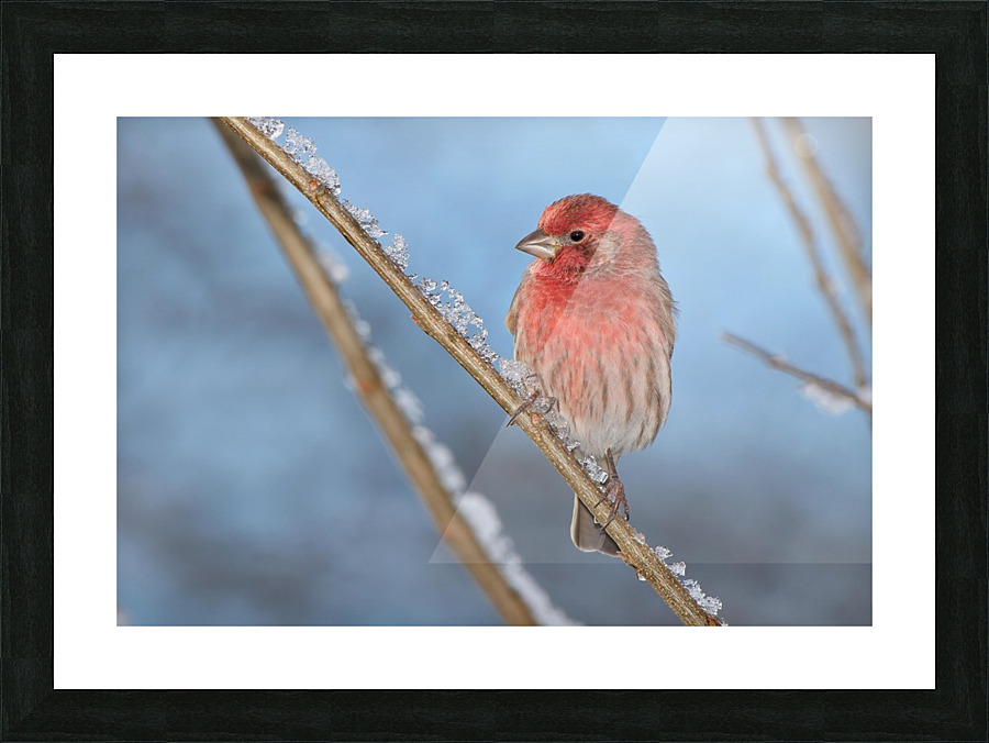 Finch Picture Frame print