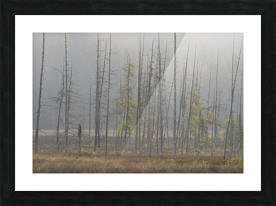 Misty Morning Picture Frame print