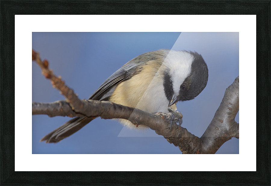 Black capped Chickadee Picture Frame print
