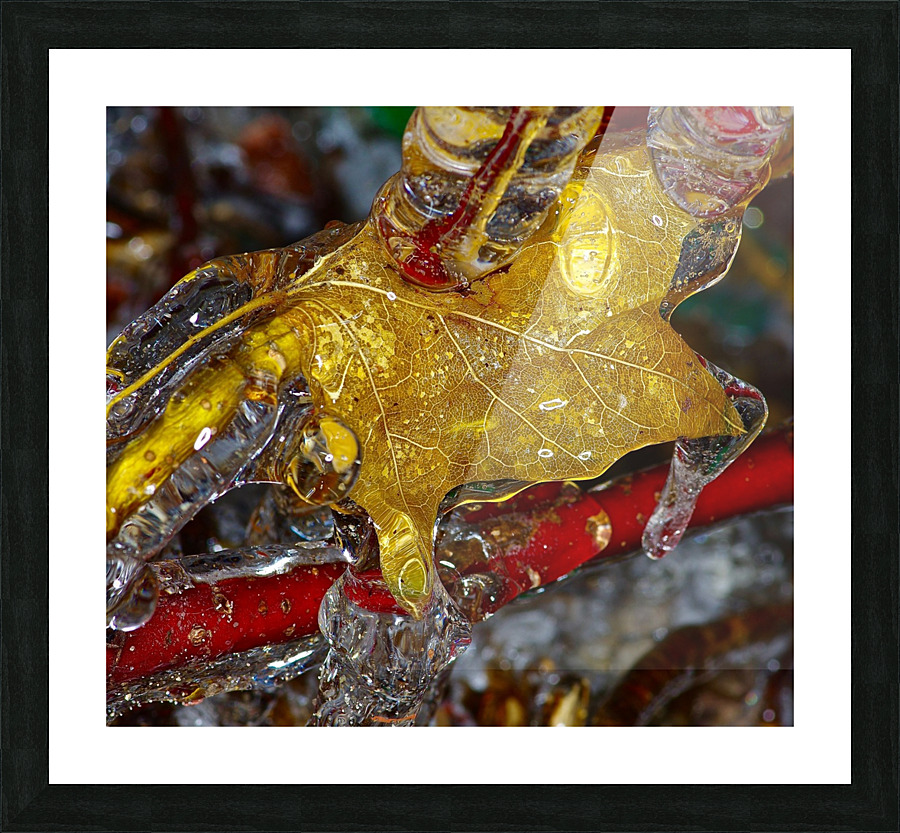 Ice Leaf Picture Frame print