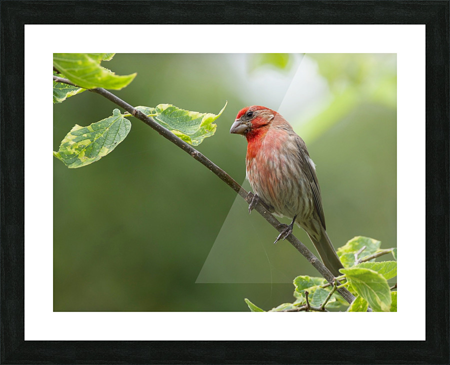 House Finch Picture Frame print