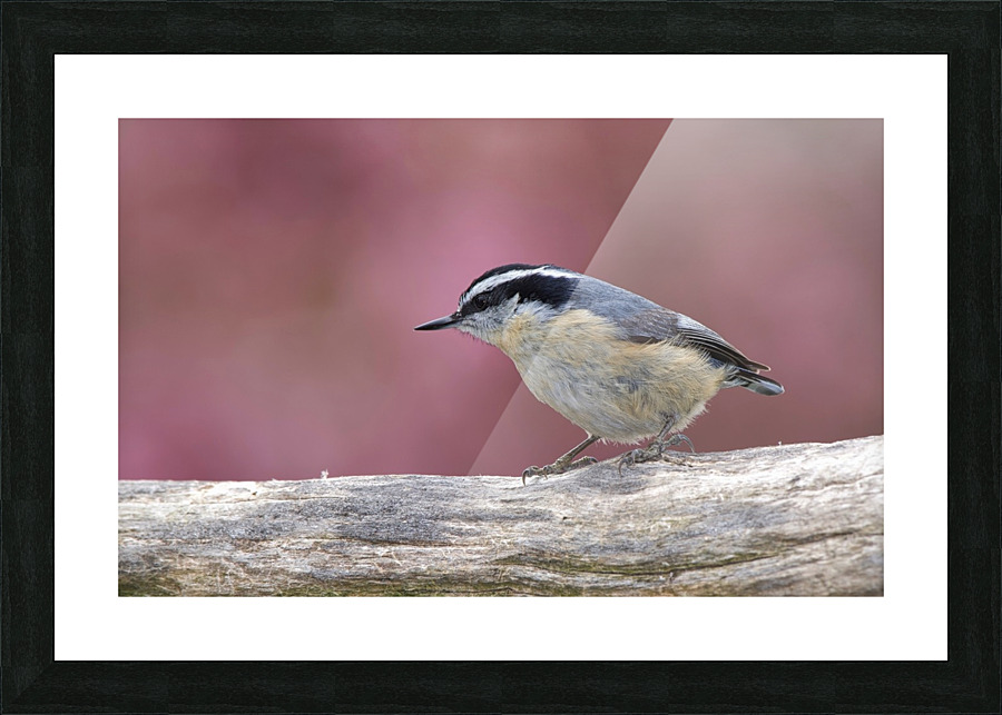Nuthatch Picture Frame print