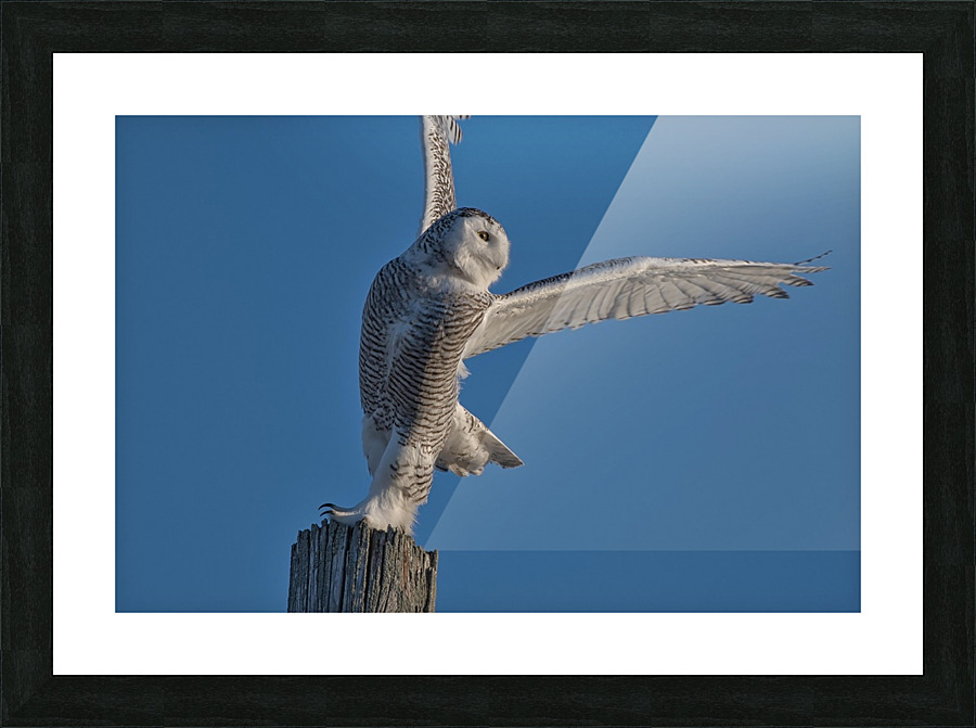 Snowy ballet Picture Frame print