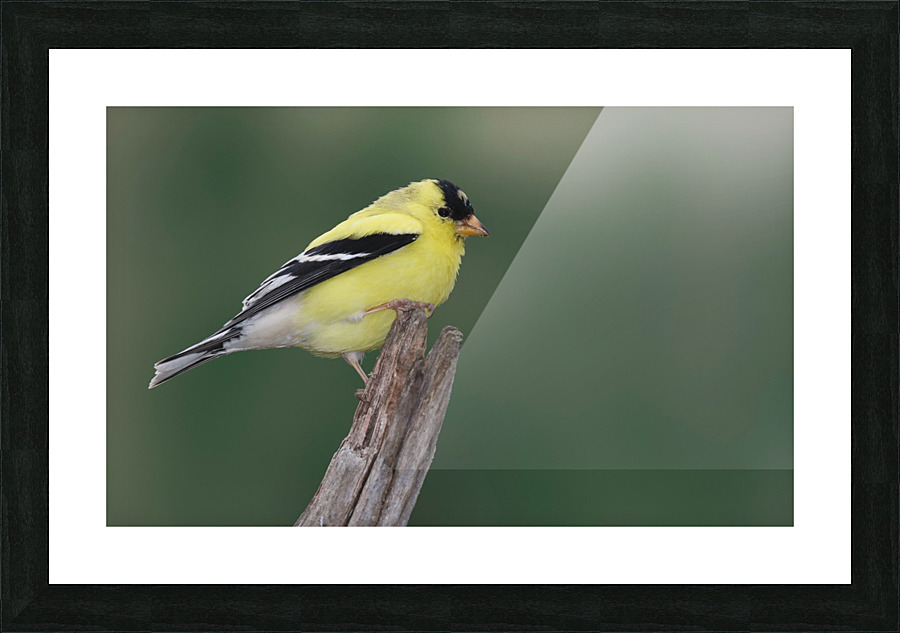 American Goldfinch Picture Frame print