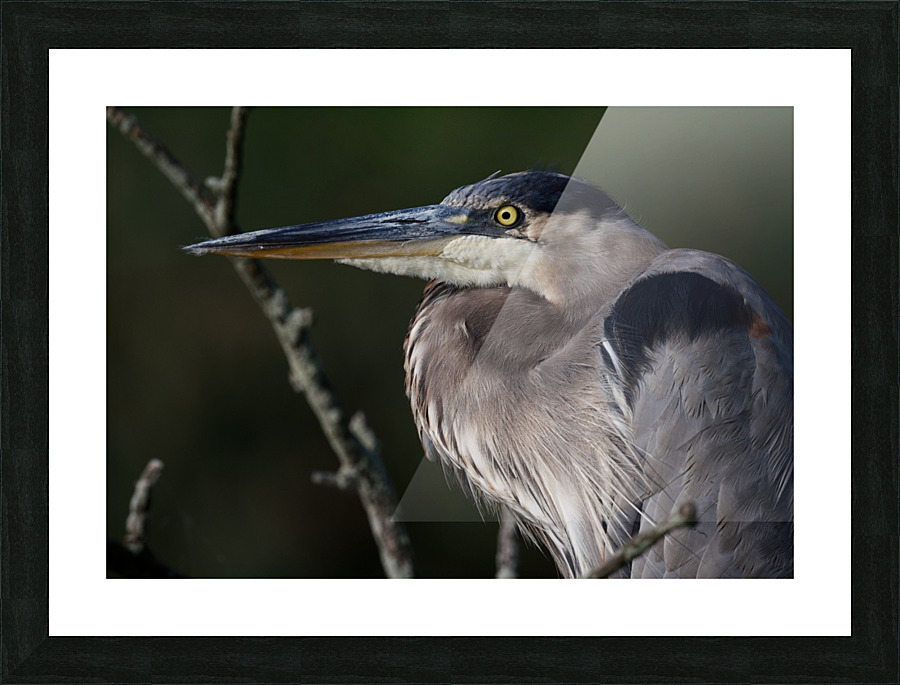 HeronProfile Picture Frame print