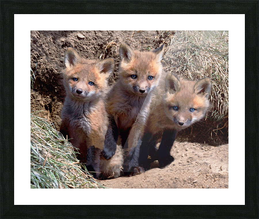 Triplets Picture Frame print