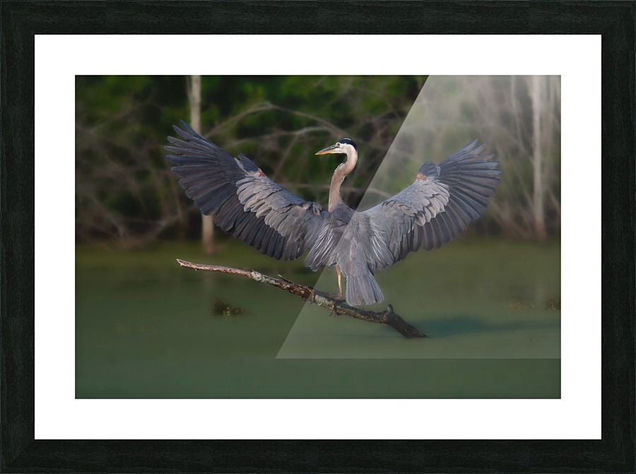 HeronWings Picture Frame print