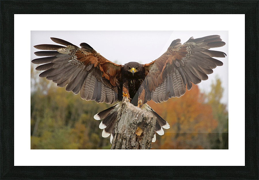 HarrisHawk Picture Frame print