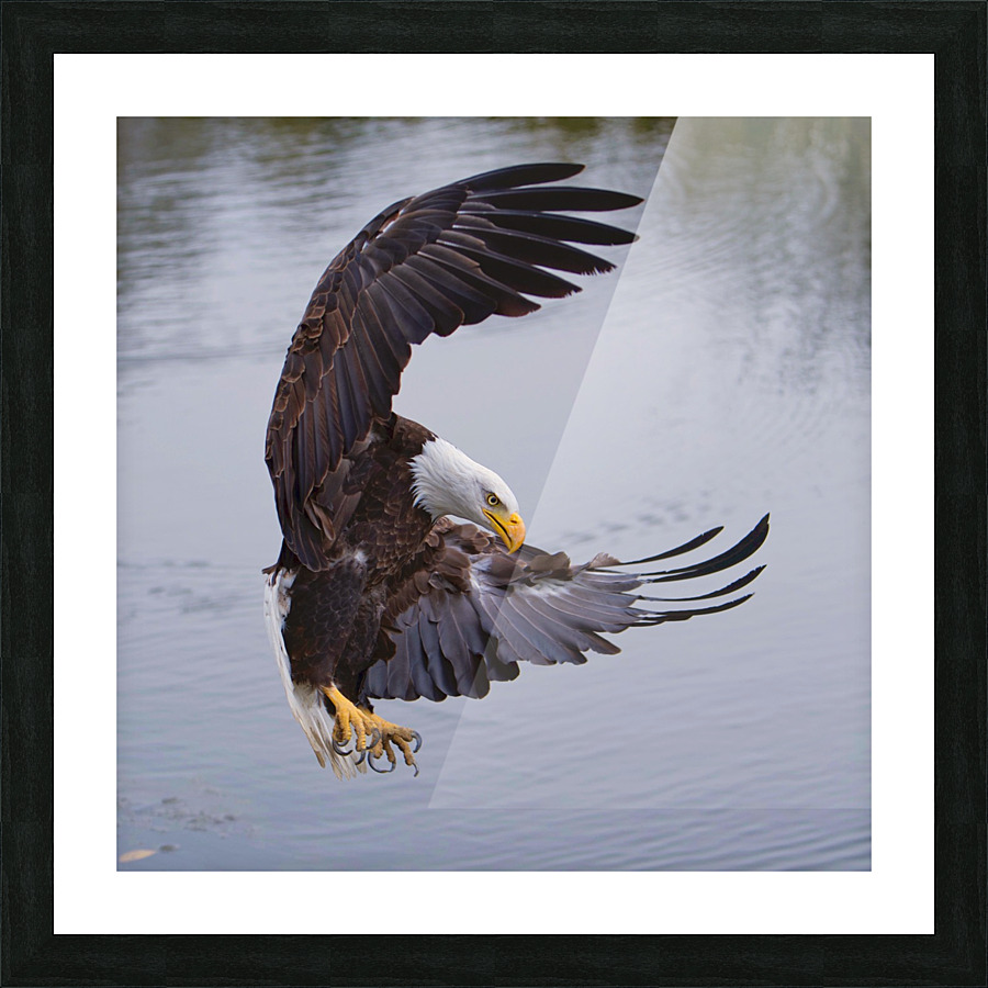 BaldEagleFlyby Picture Frame print