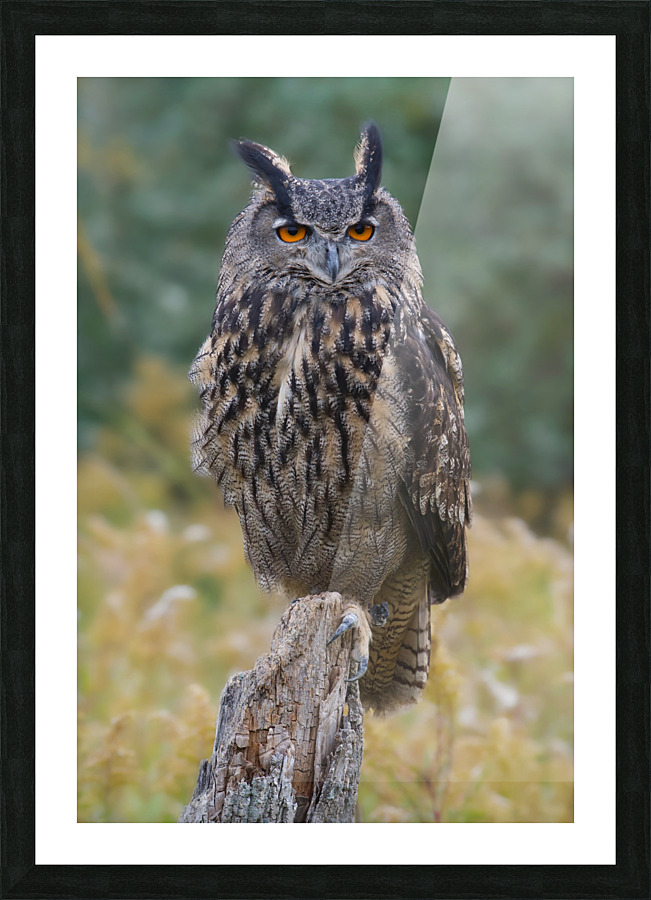 EagleOwl Picture Frame print