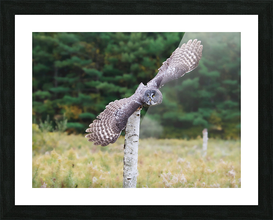GreatGreyOwl Picture Frame print