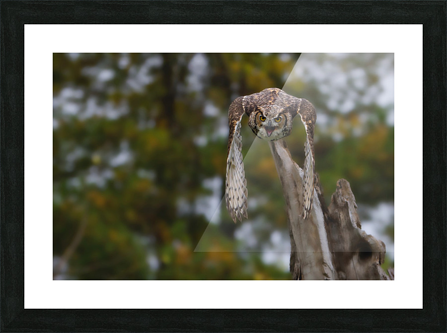 Cominatya Picture Frame print