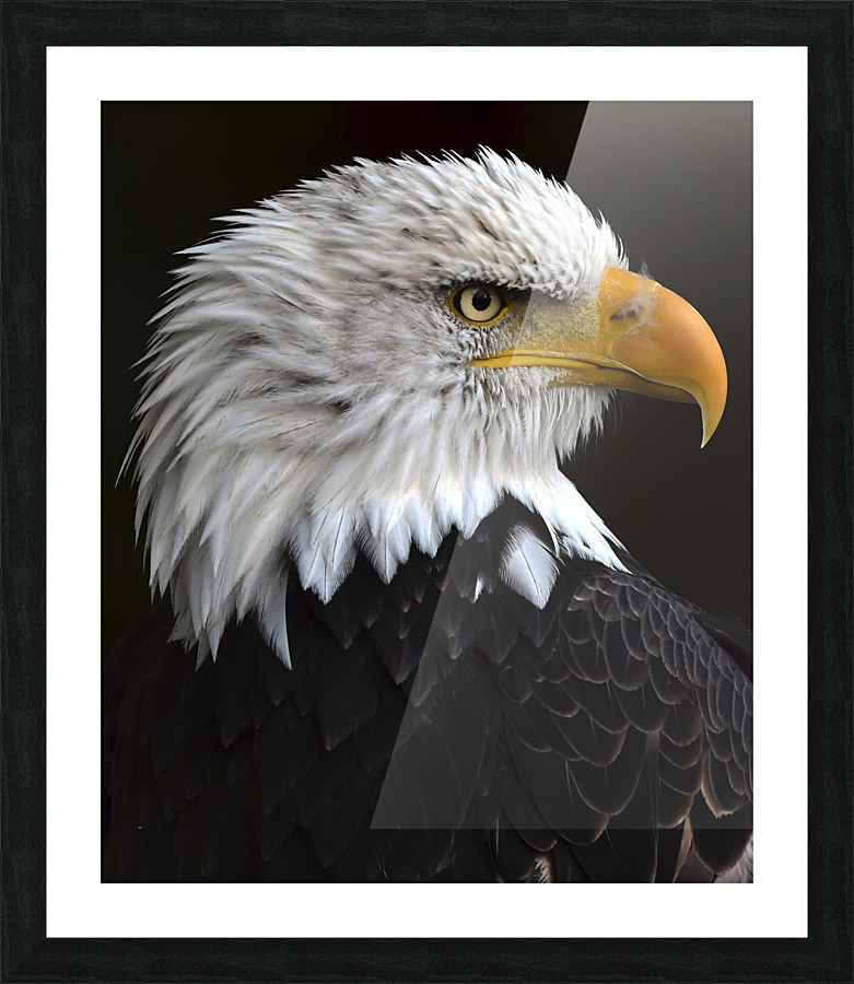 BaldEagleportrait Picture Frame print