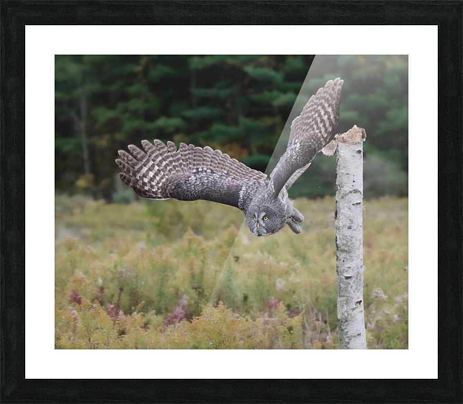 GreatGreylaunch Picture Frame print
