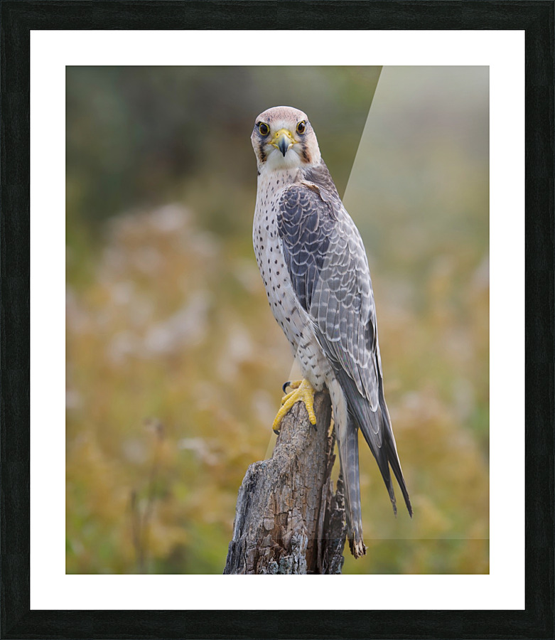 LannerFalcon Picture Frame print