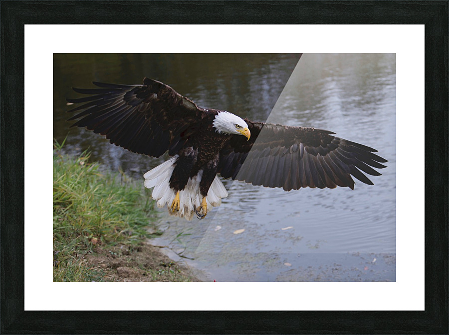 BaldEaglewingspan Picture Frame print