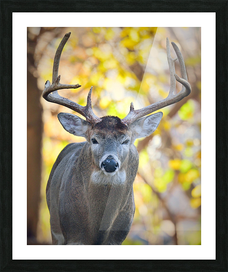 WhiteTailBuck Picture Frame print