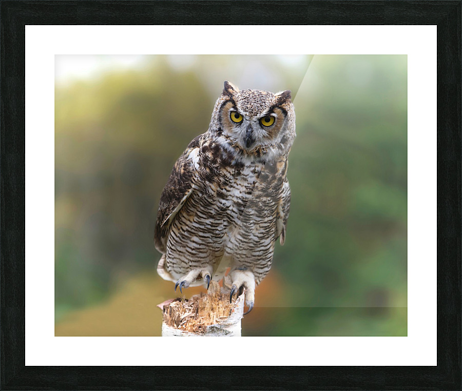 GreatHornedOwl Picture Frame print