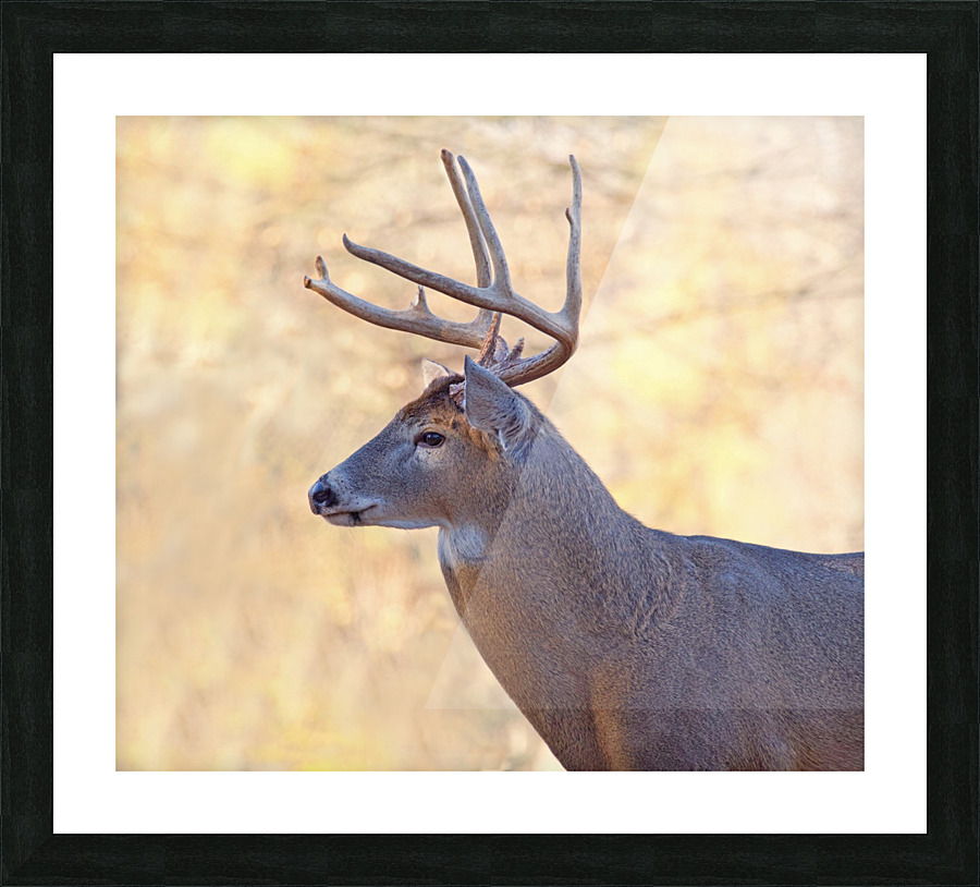 AutumnBuck Picture Frame print