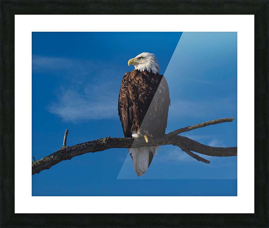 Solitary Eagle Picture Frame print