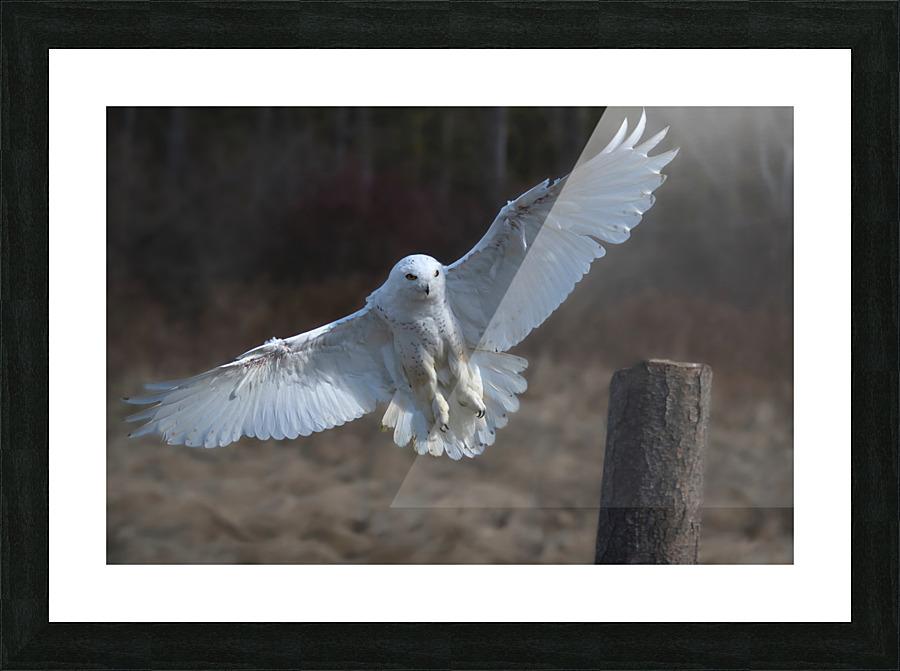 Snowy Landing Picture Frame print