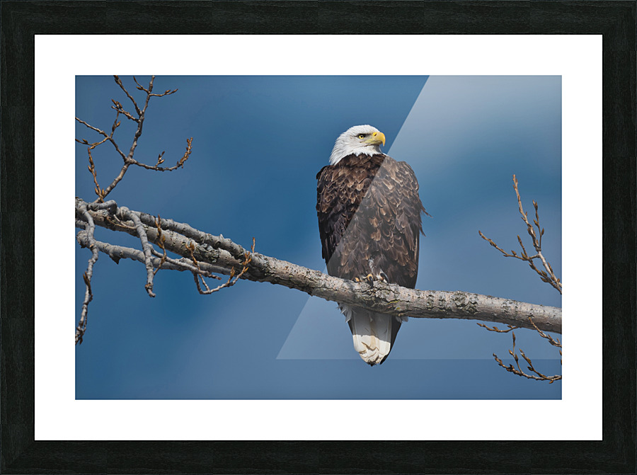 Eagle sky Picture Frame print