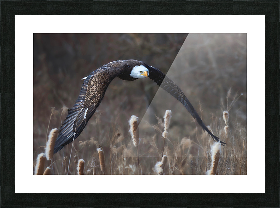 Bald Eagle Low Rider Picture Frame print