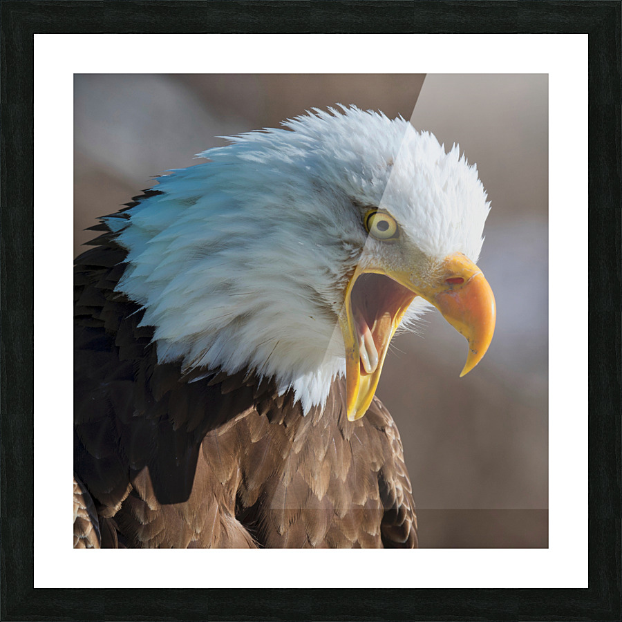 Eagle Scream Picture Frame print