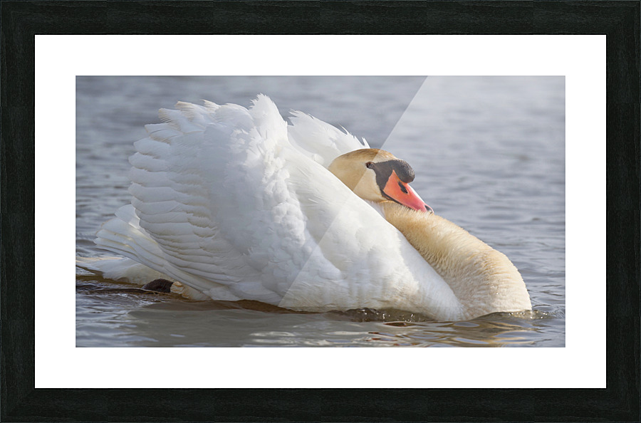 Aggressive Swan Picture Frame print
