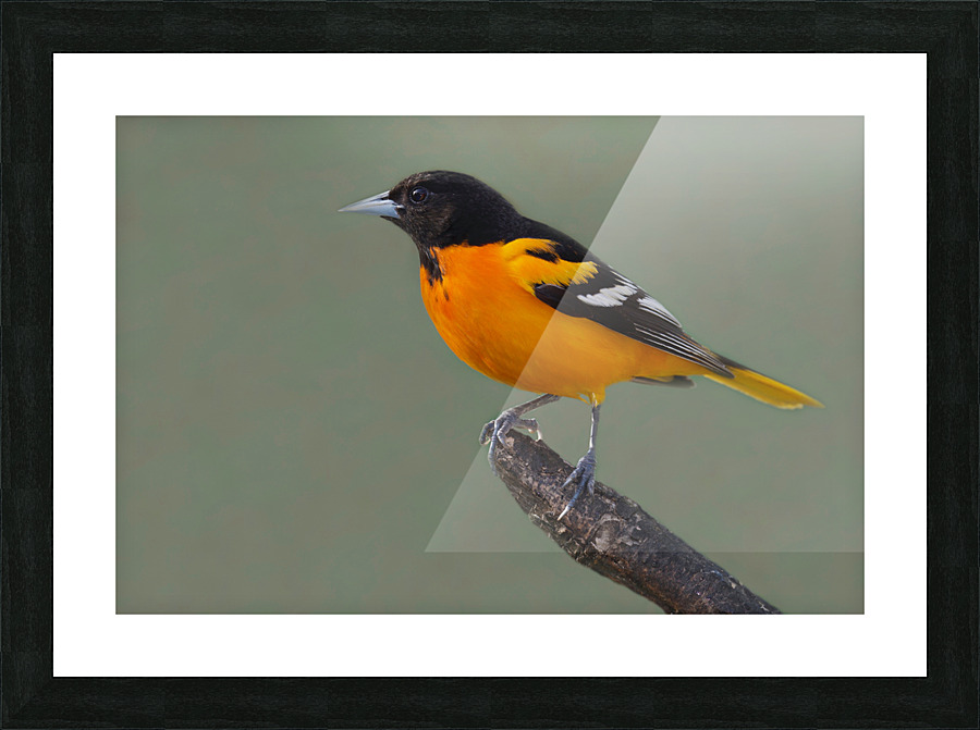 Baltimore Oriole Picture Frame print