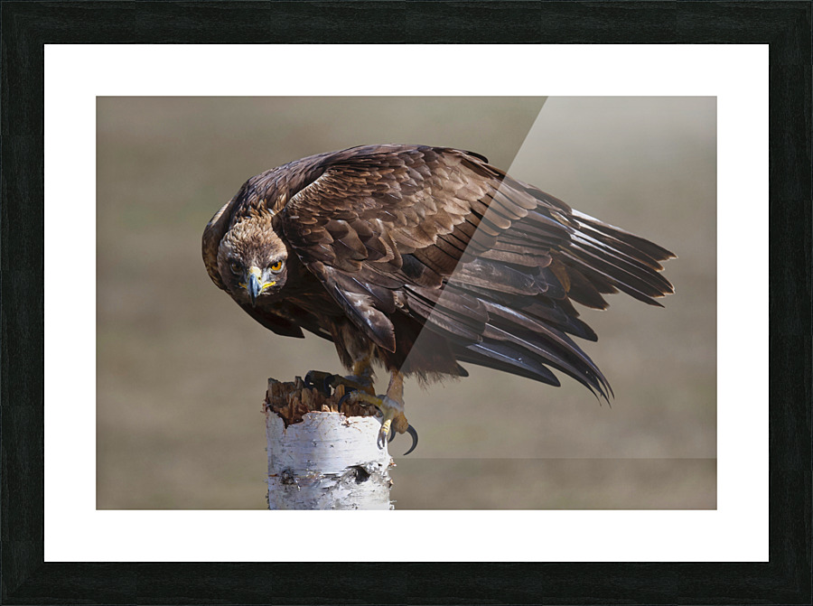 Golden Eagle Picture Frame print