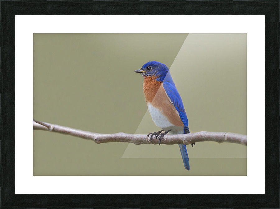 Eastern Bluebird Picture Frame print