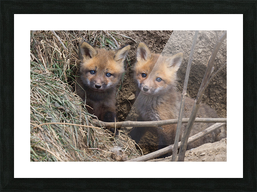 Fox Kits Picture Frame print
