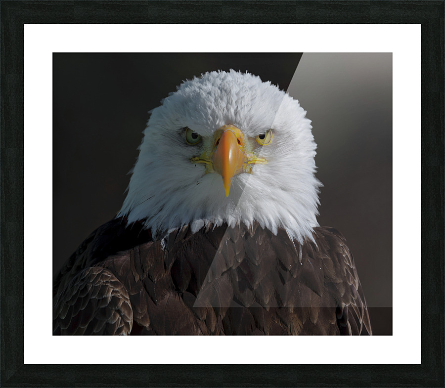 Eagle Stare Picture Frame print