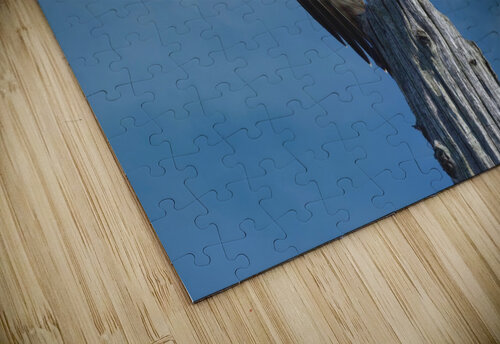Osprey Wings  Chris Seager puzzle