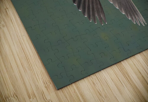 Green Heron Flight Chris Seager puzzle