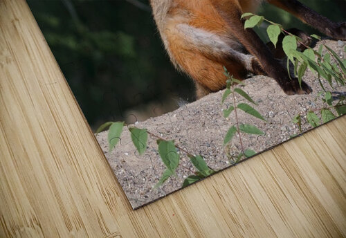Fox reaction Chris Seager puzzle