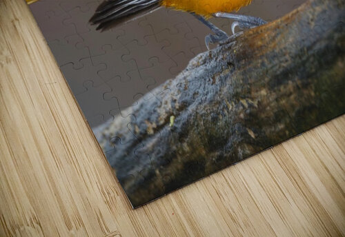 Baltimore Oriole Chris Seager puzzle