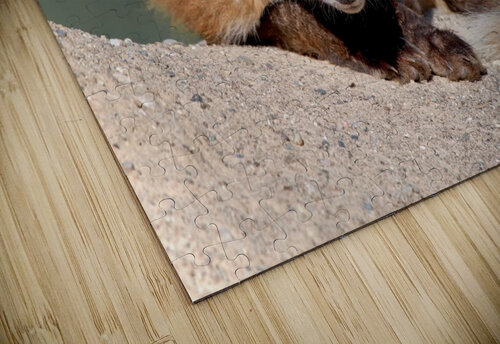 Red Fox Chris Seager puzzle